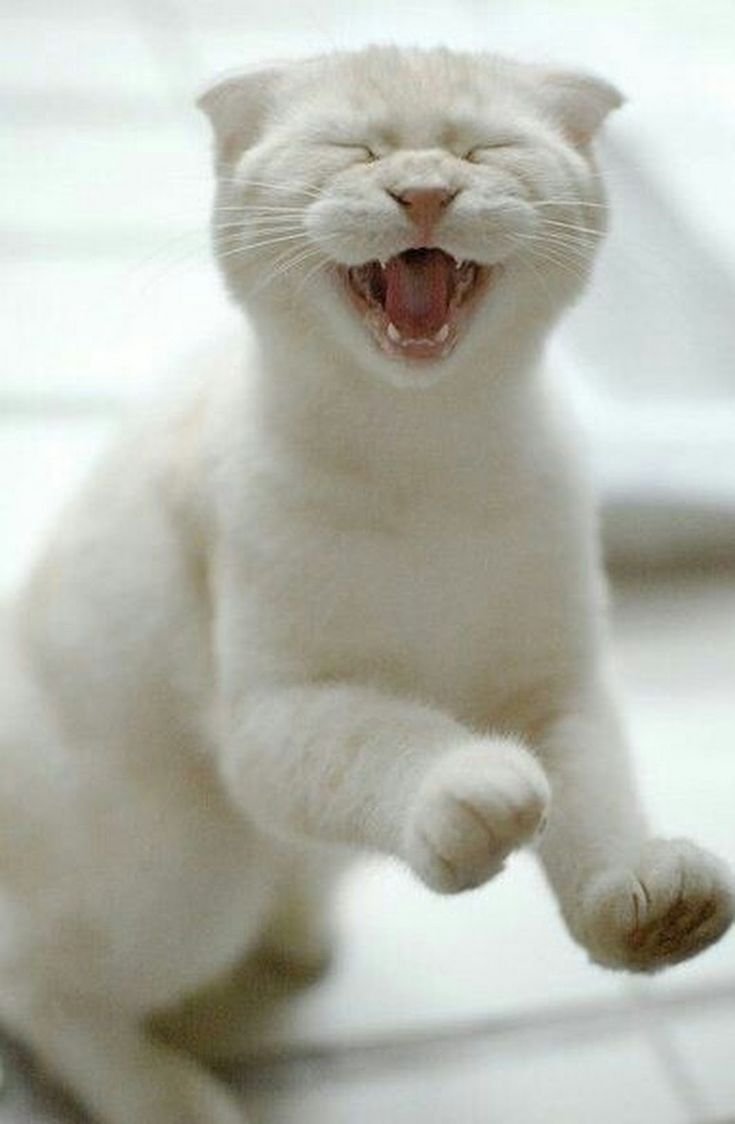 Радостный котик картинки