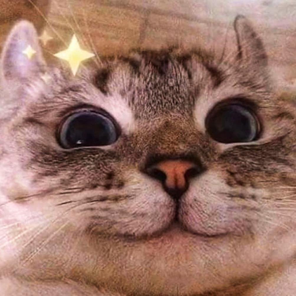 Смешной довольный кот