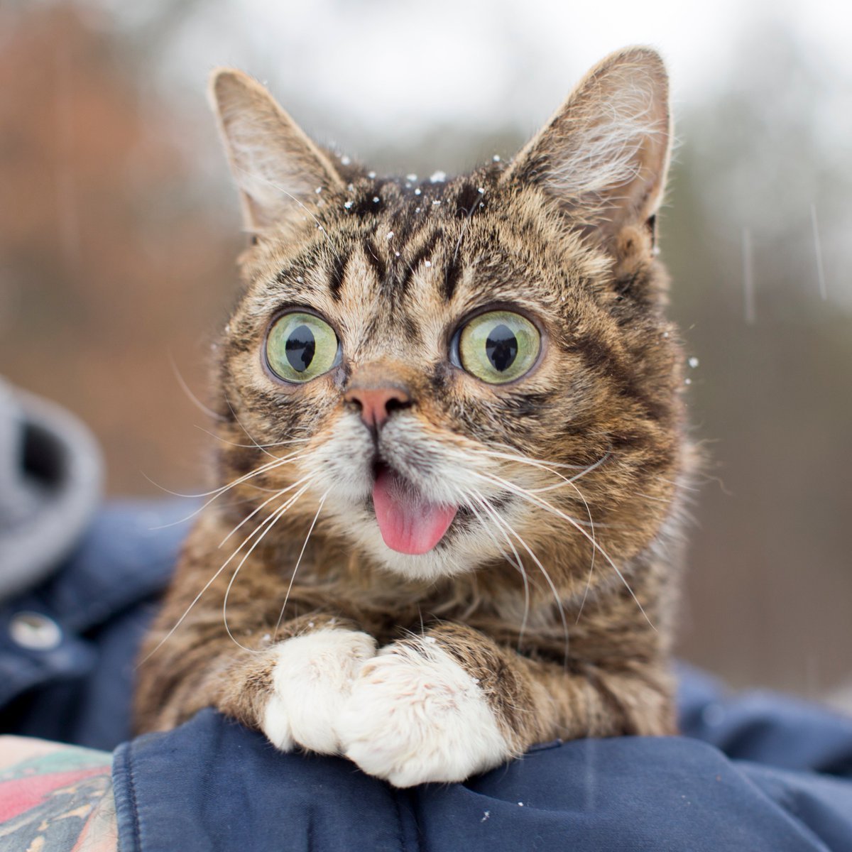 Люблю тебя мой котик