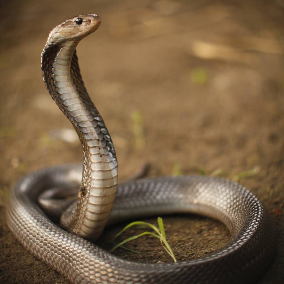 Плюющая индийская Кобра
