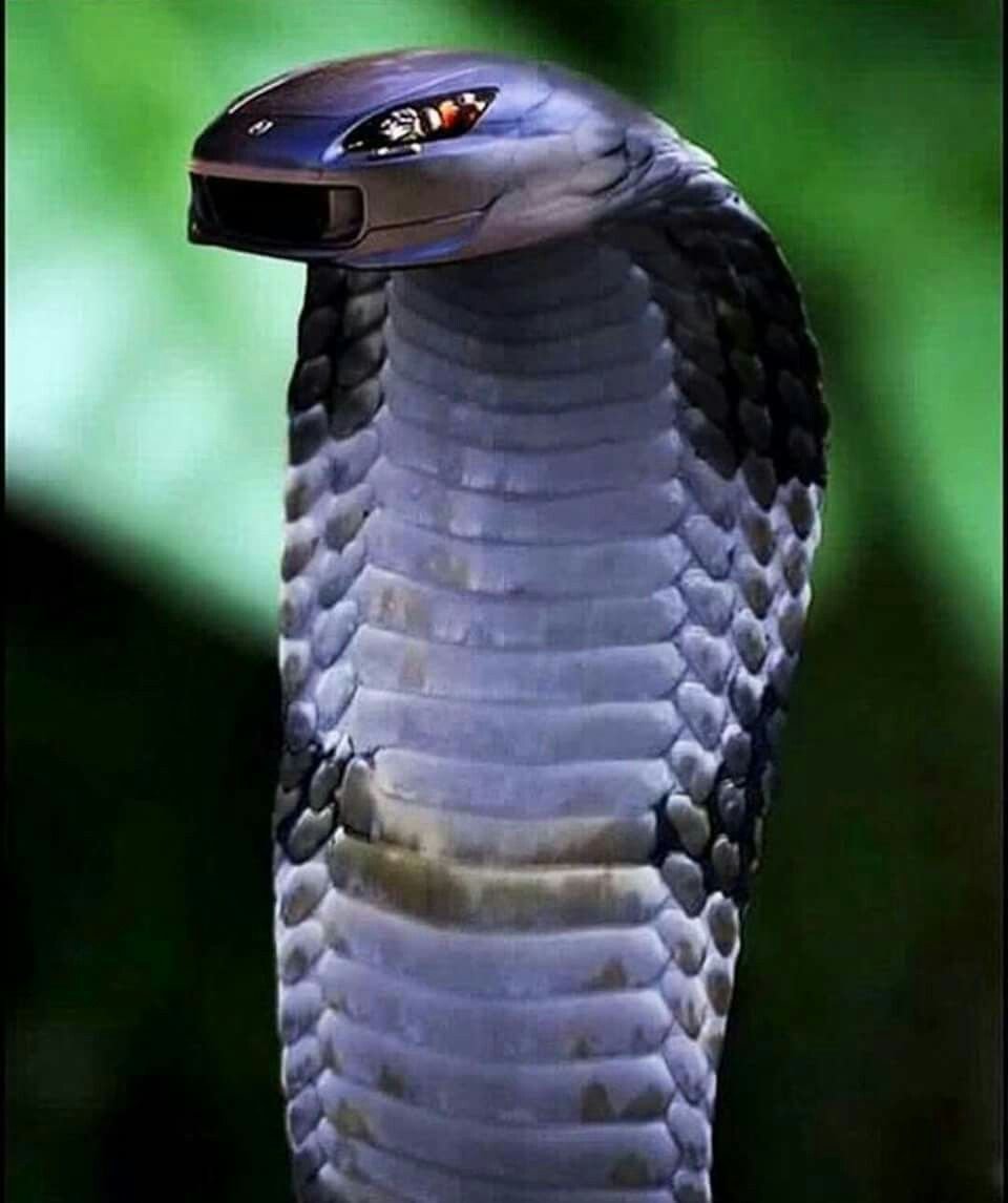 Королевская Кобра зеленая
