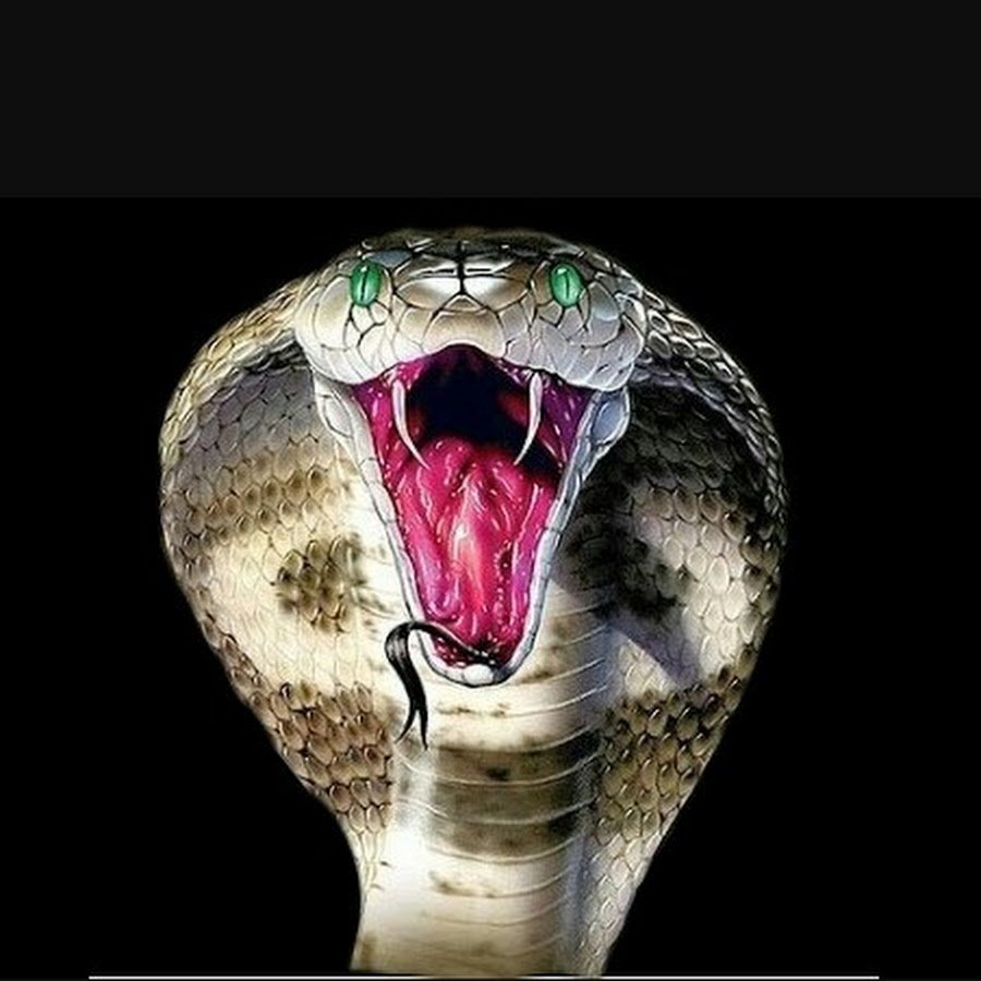 Королевская Кобра клыки