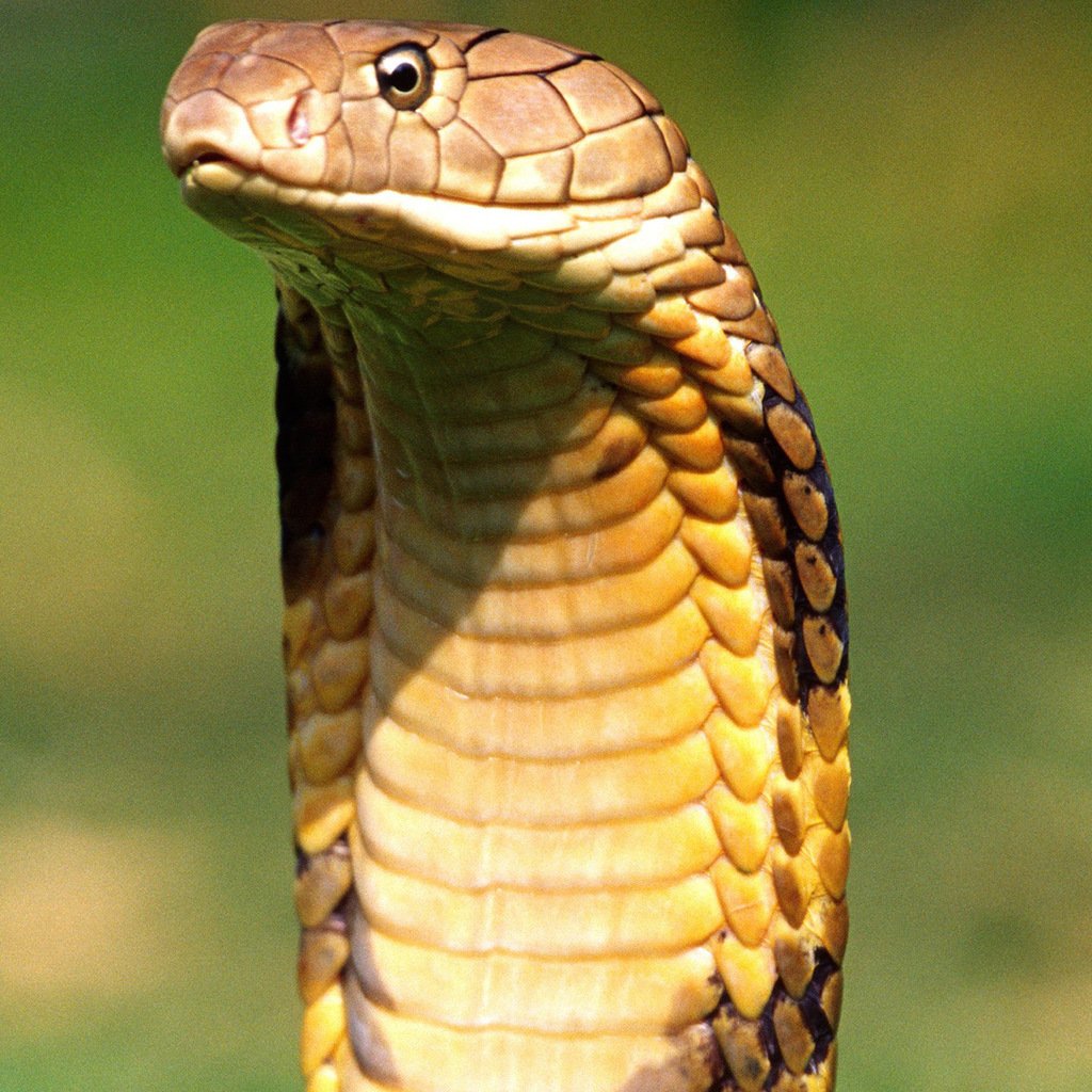 Яд королевской кобры