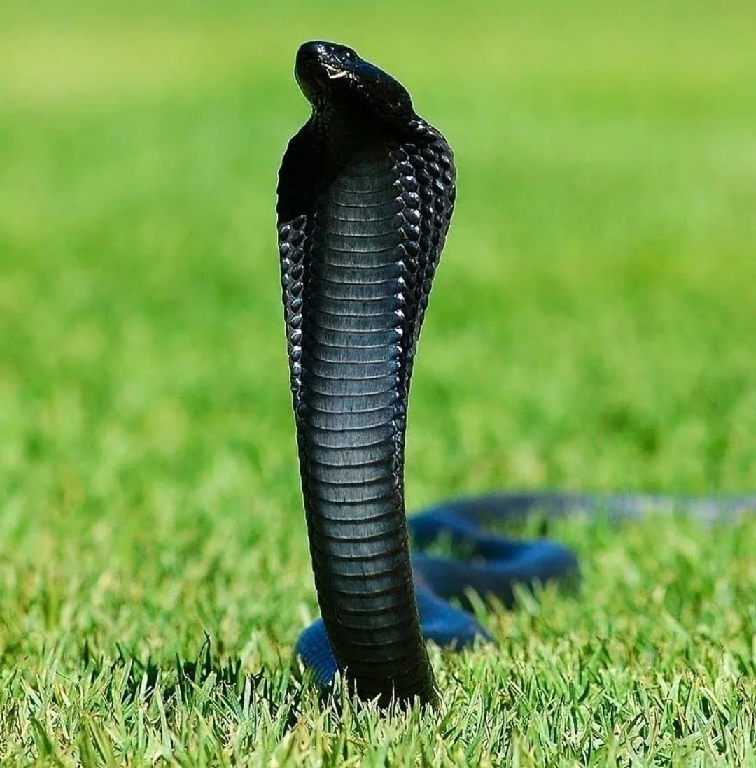 Змея Кобра Королевская