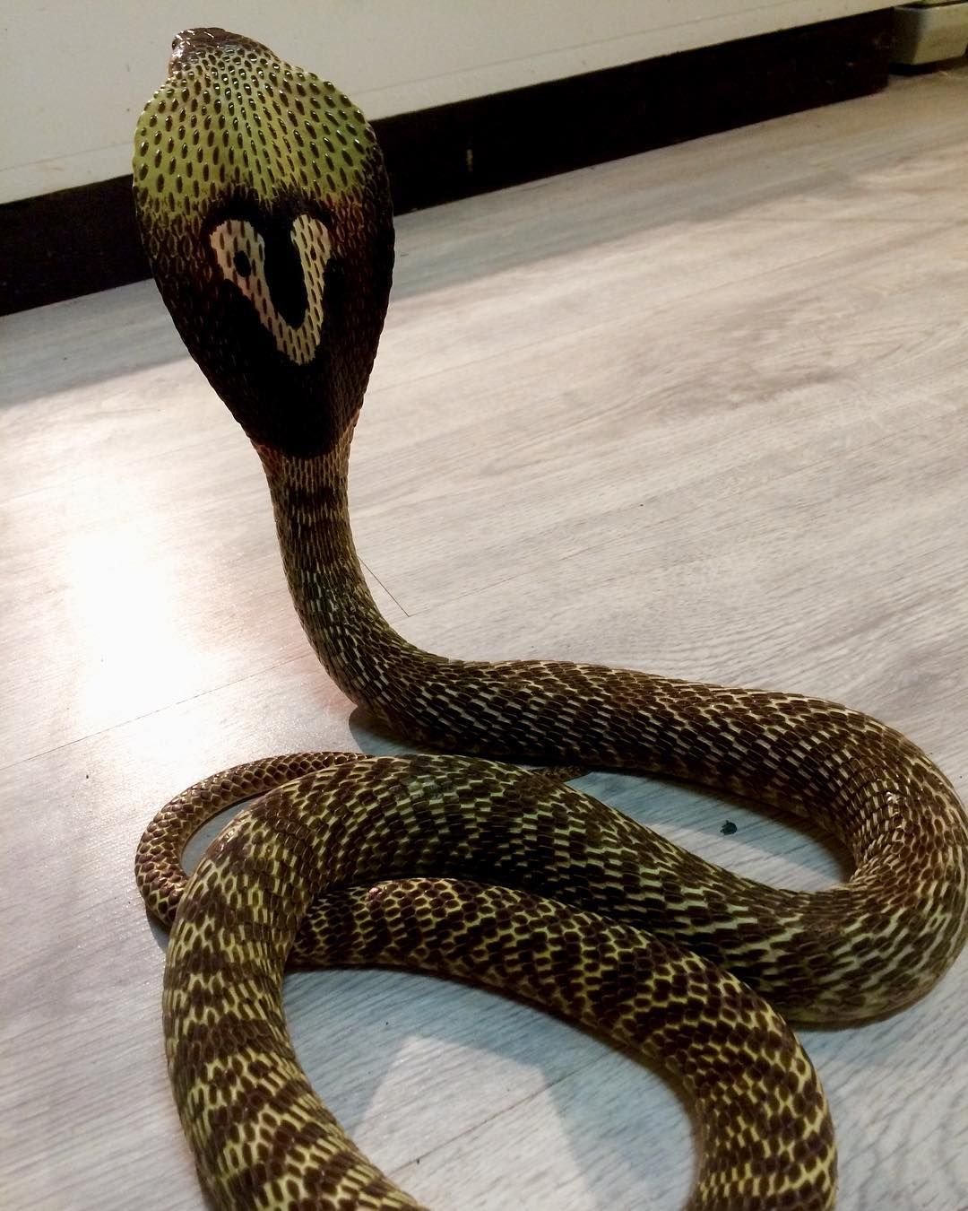 Домашняя Кобра