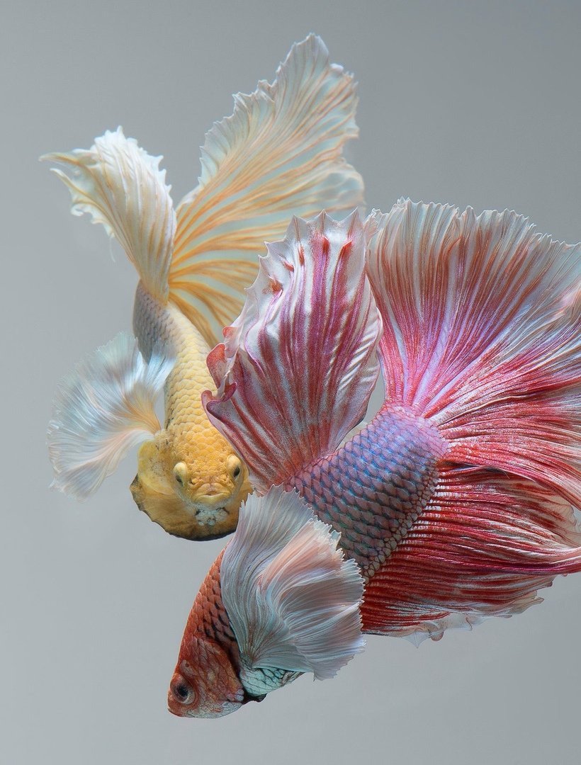 Петушок Бетта Спленденс