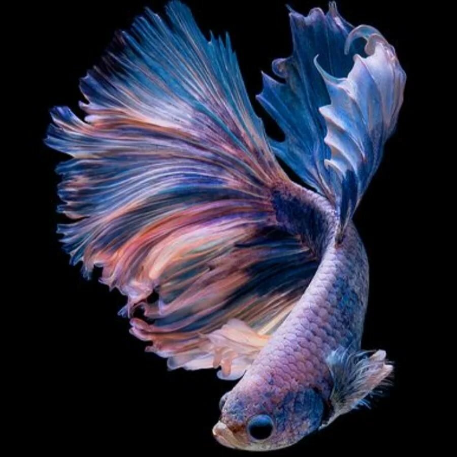 Картина "рыбка" 30*40 см