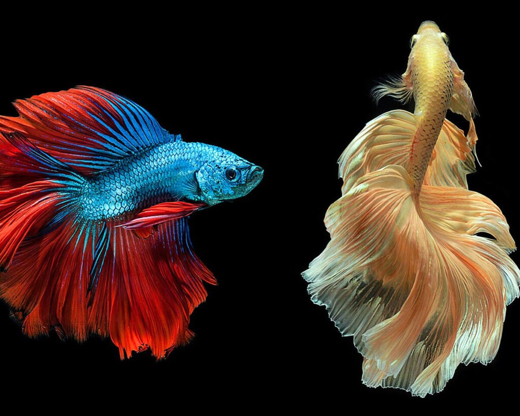 Рыбка петушок вуалевый красный