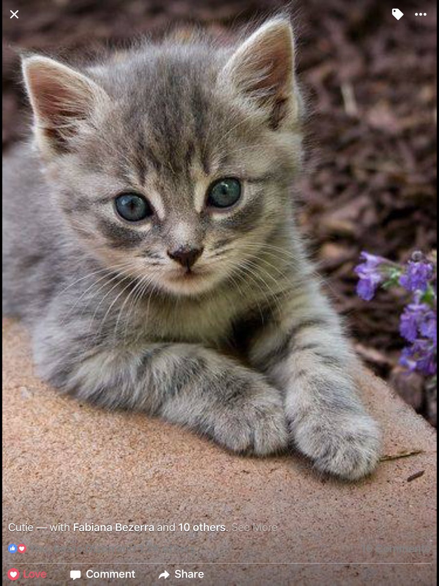 Серый котёнок