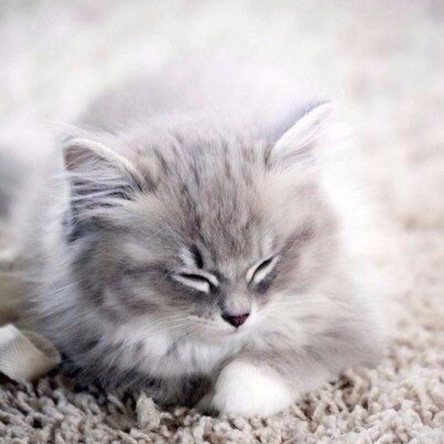 Серый пушистый котенок