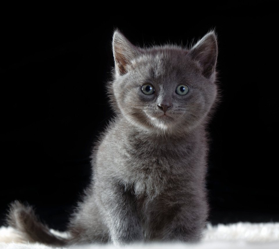 Темно серый котенок