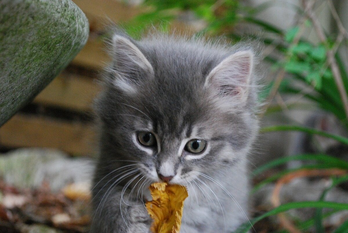 Серый котёнок