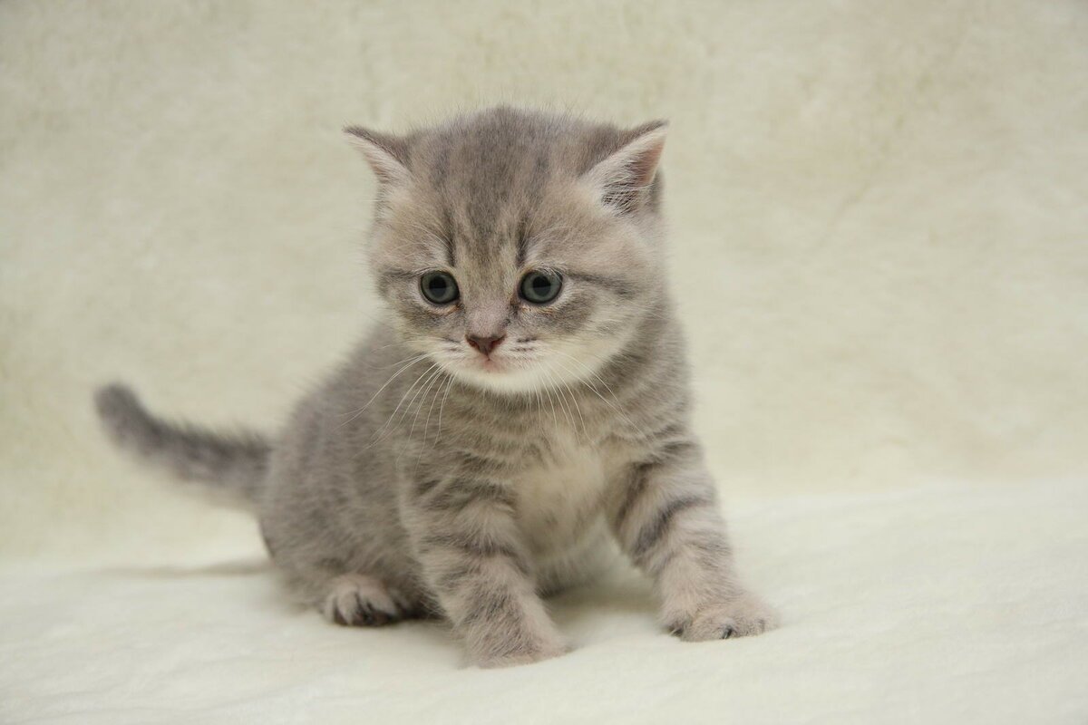 Серый котёнок с голубыми глазами