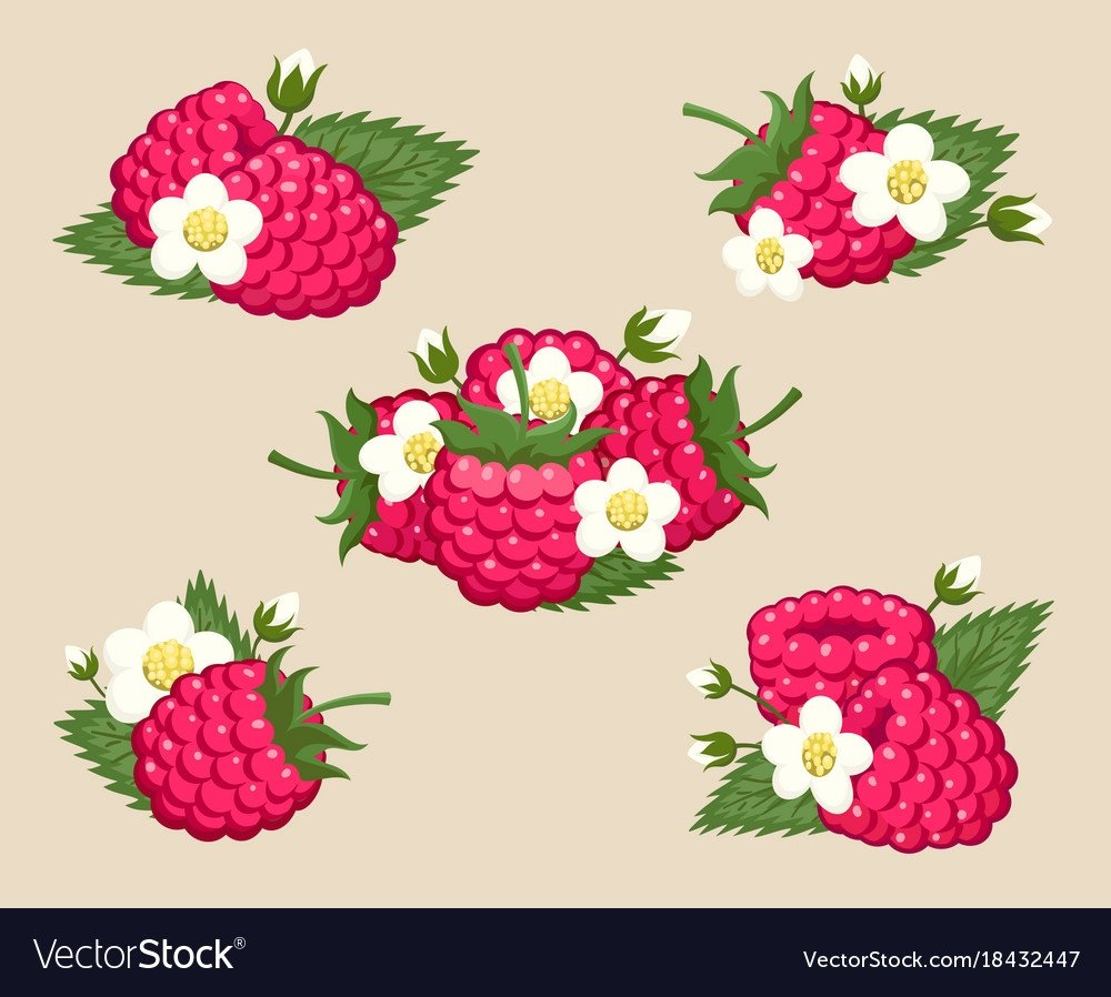 Малина в иллюстраторе