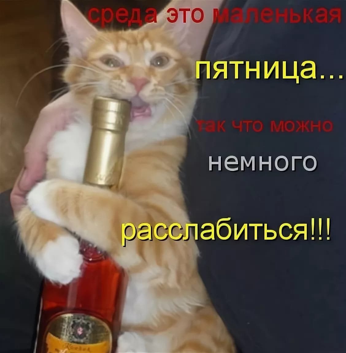 Пьяная кошка