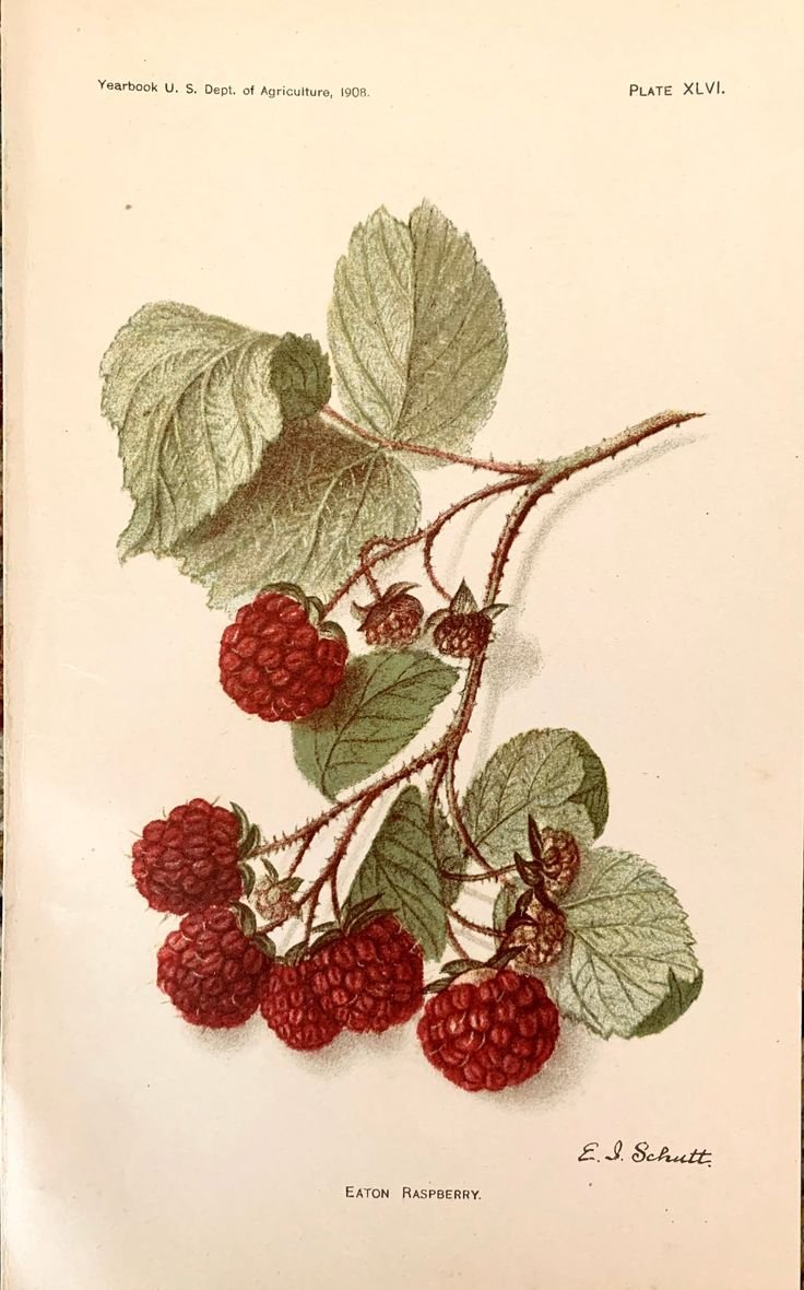 Ботаническая иллюстрация малина обыкновенная