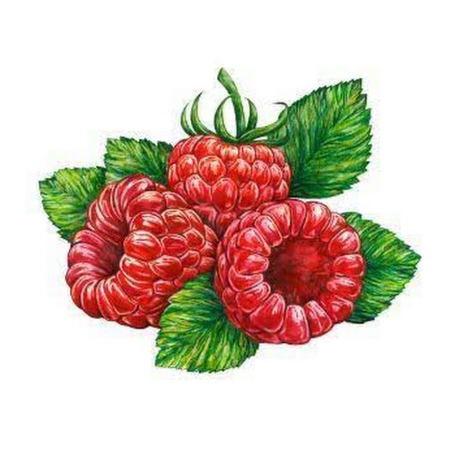 Малина акварель