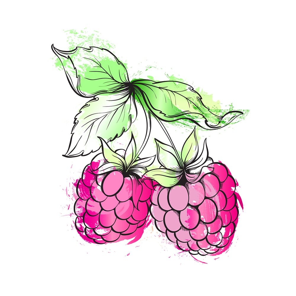 Малина стилизация в графике