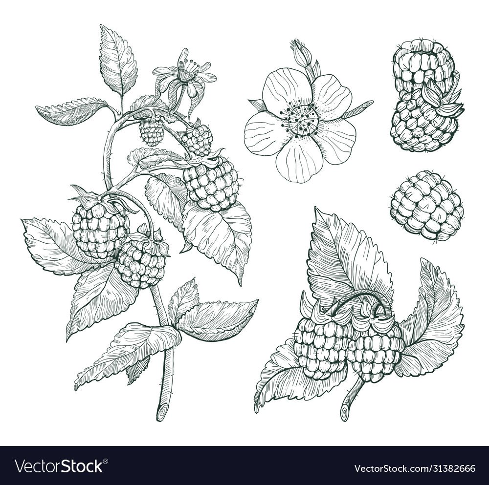 Малина Графика