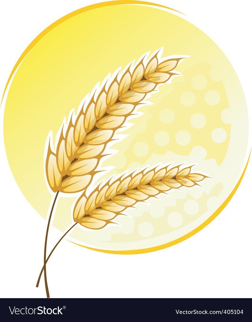 Пшеничный колосок для детей