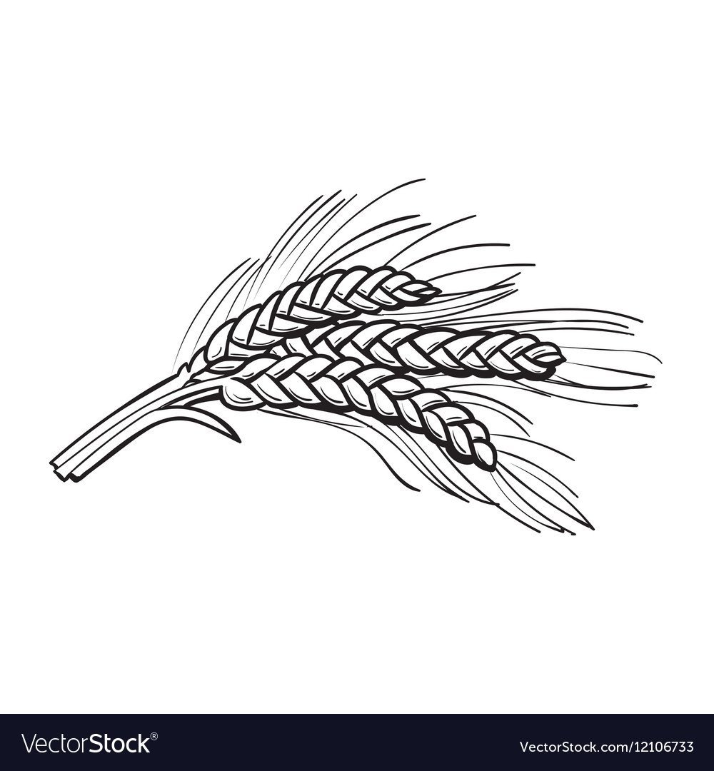 Колосья пшеницы