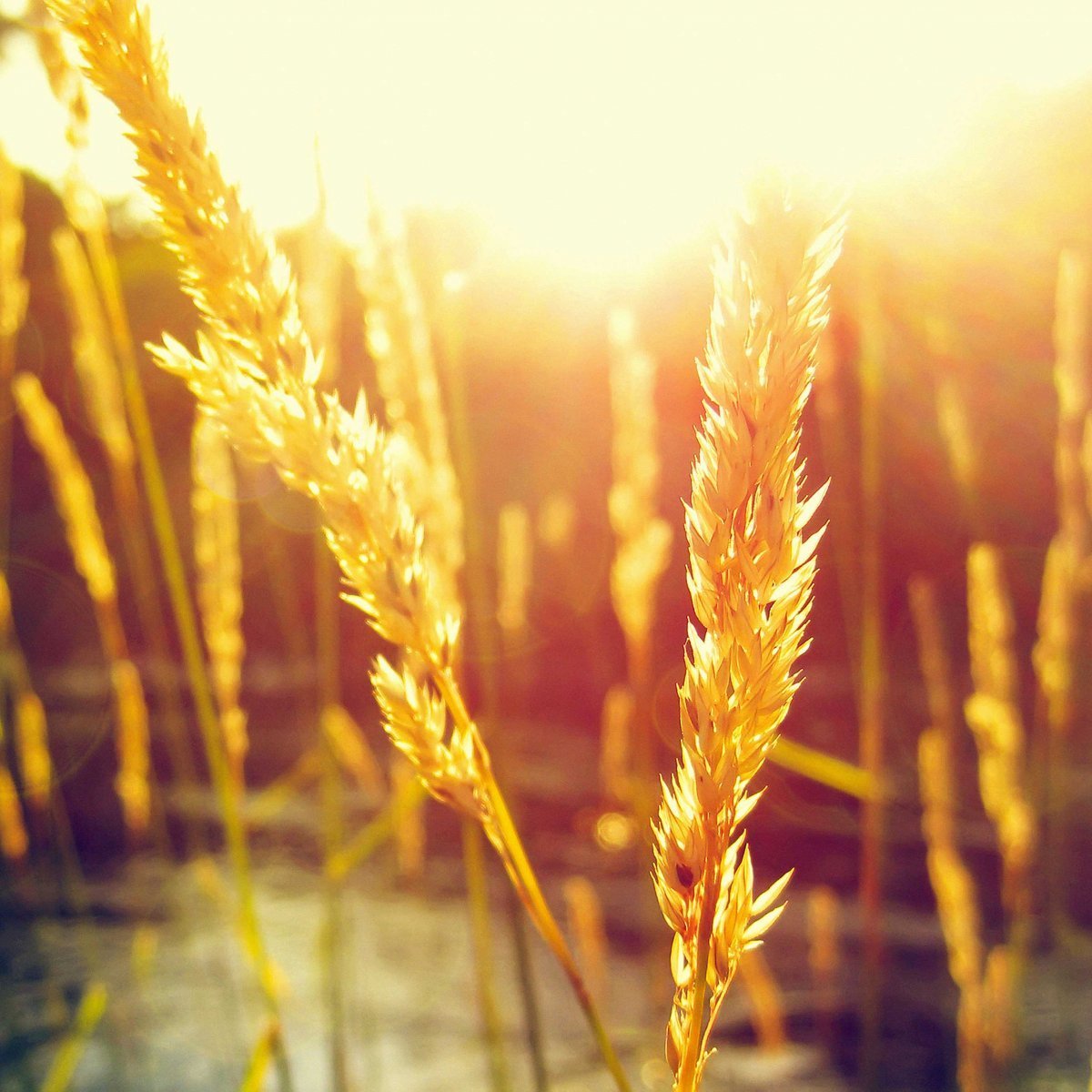 Пшеница фон