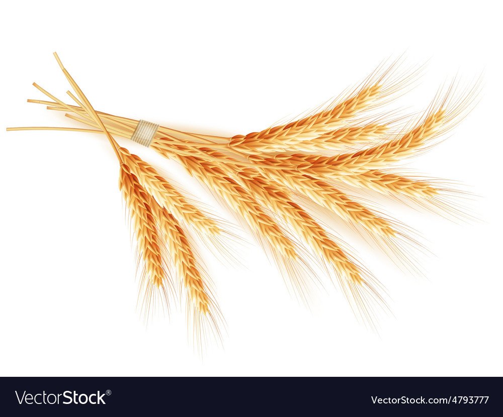 Пшеничный колосок