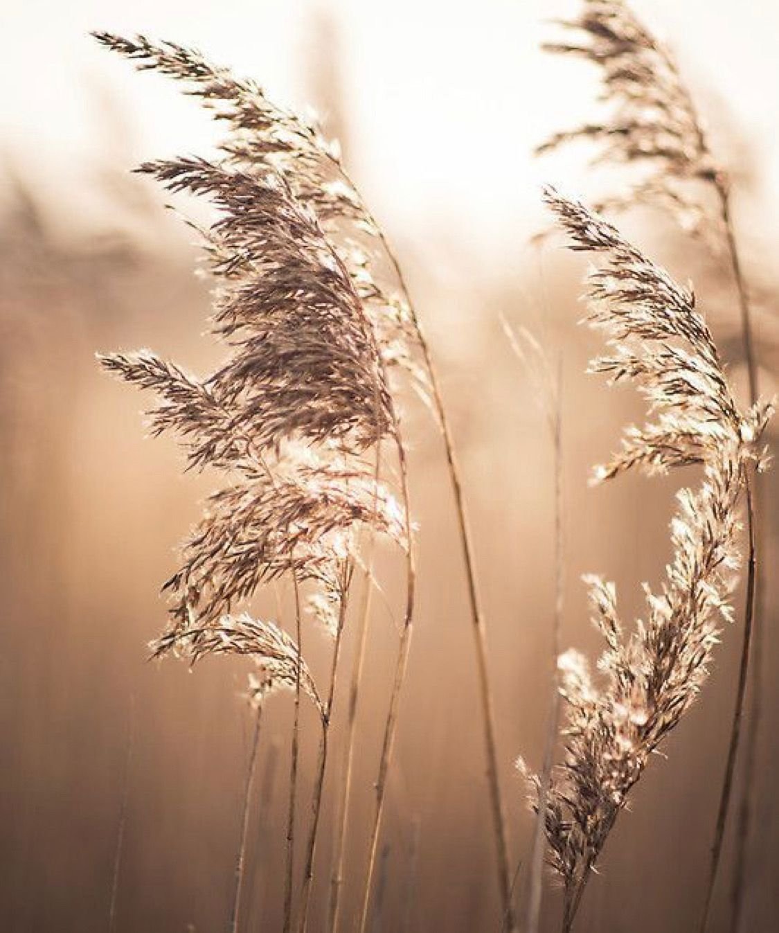 Бежевый цвет в природе