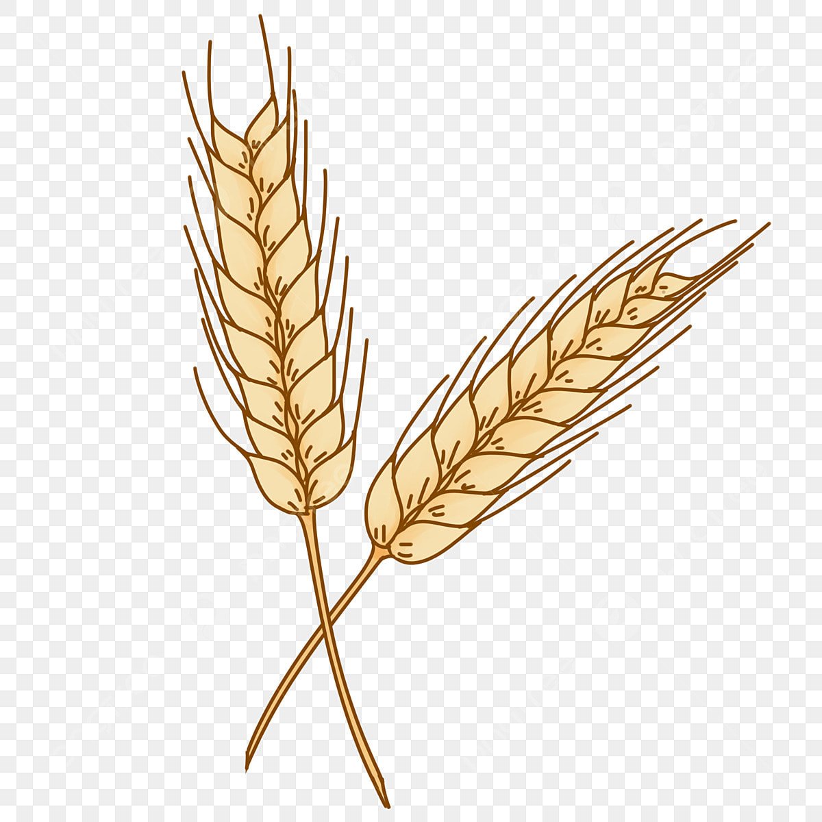 Перекрещенные колосья