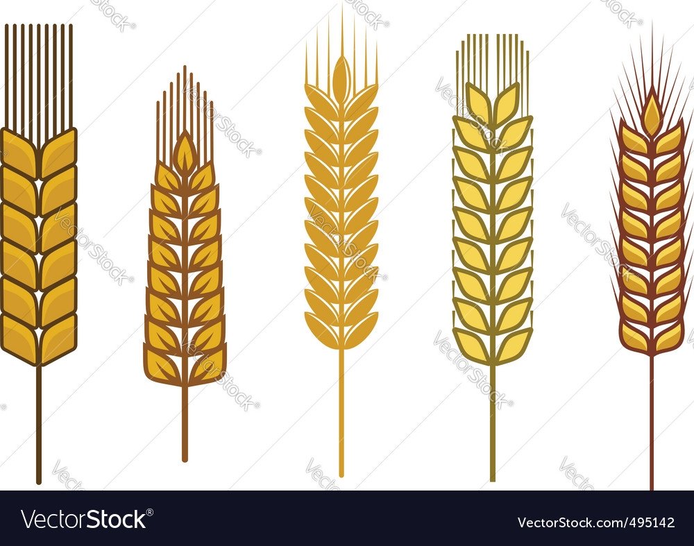 Графический дизайн зерно