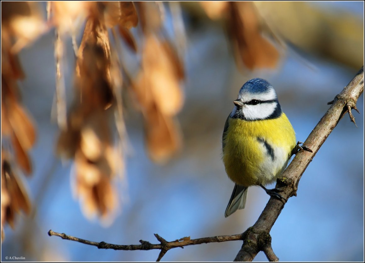 Весенние птички