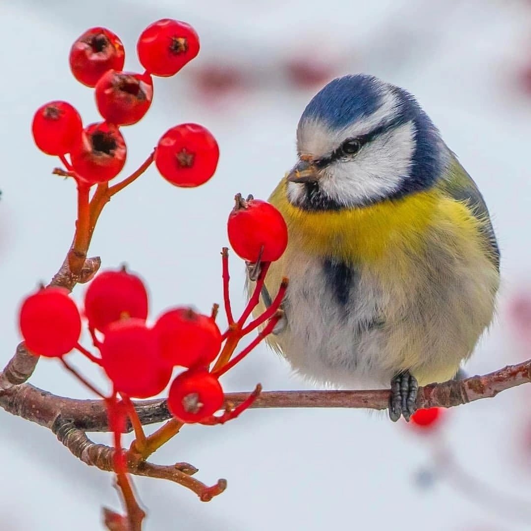 Синица зима