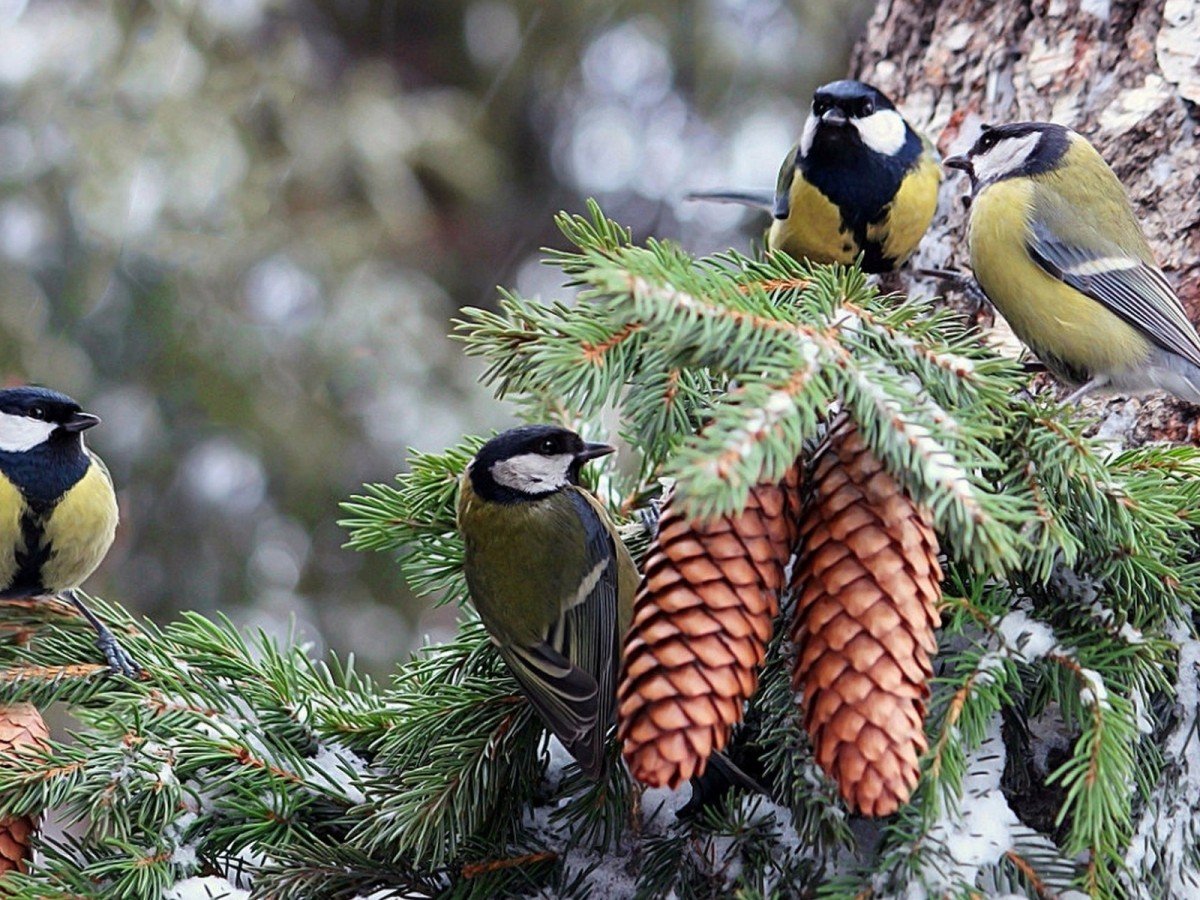 Синица лазоревка зимой