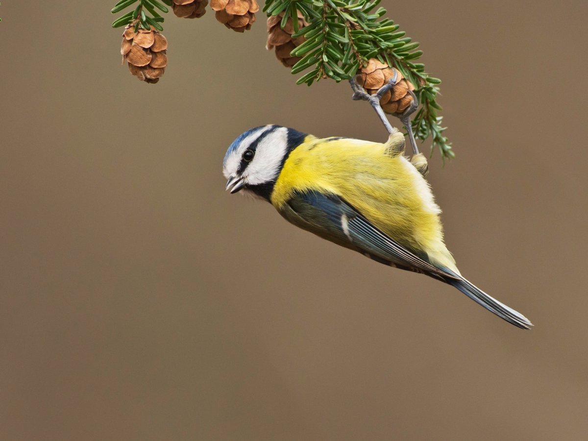 Береза зимой с синичками