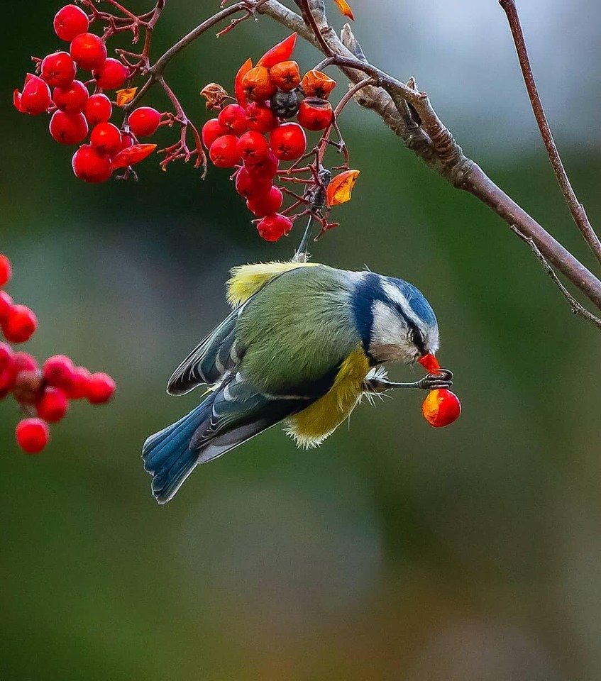 Птицы осенью