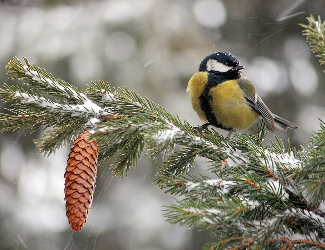 Синица на рябине