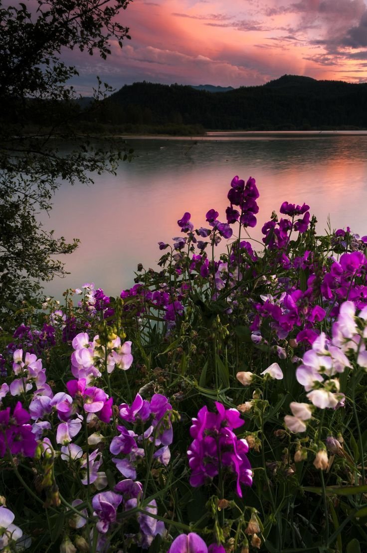 Цветы у реки