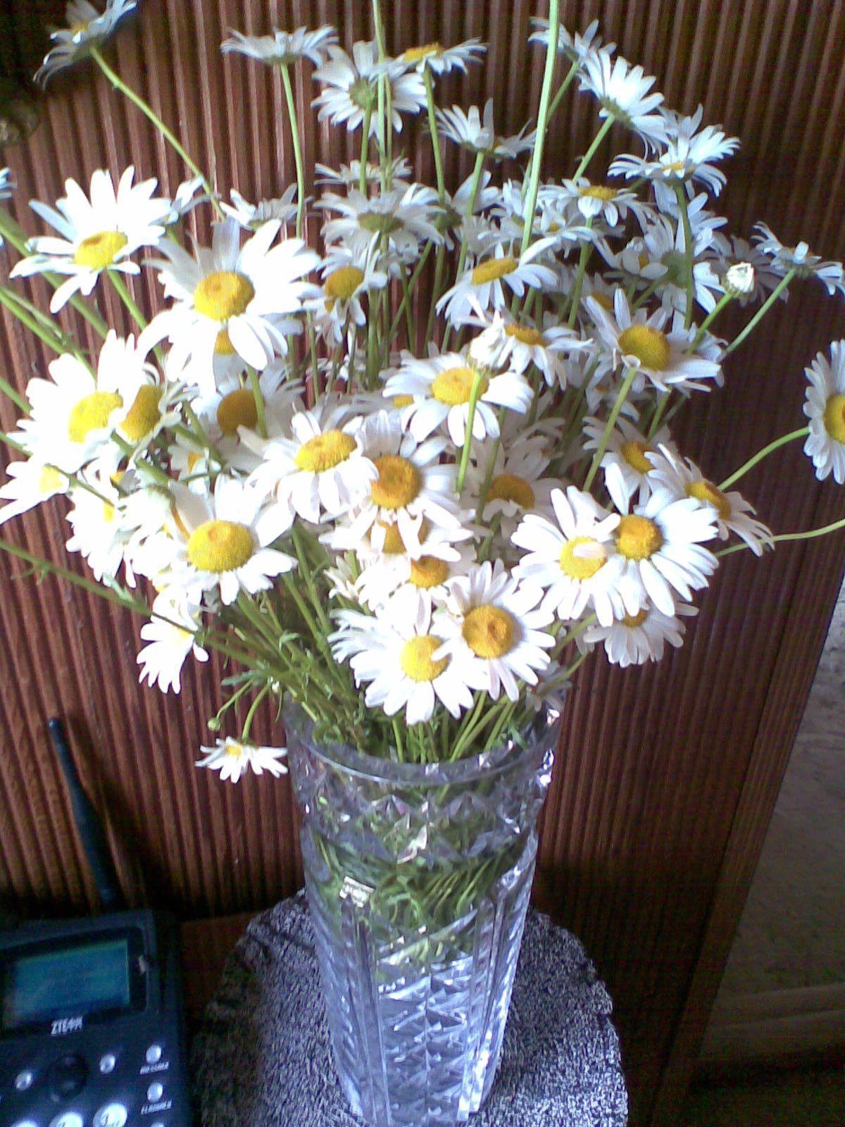 Ромашки в вазе картинки