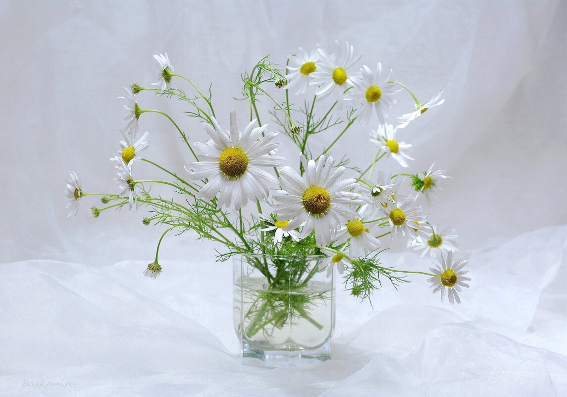 Букет ромашек
