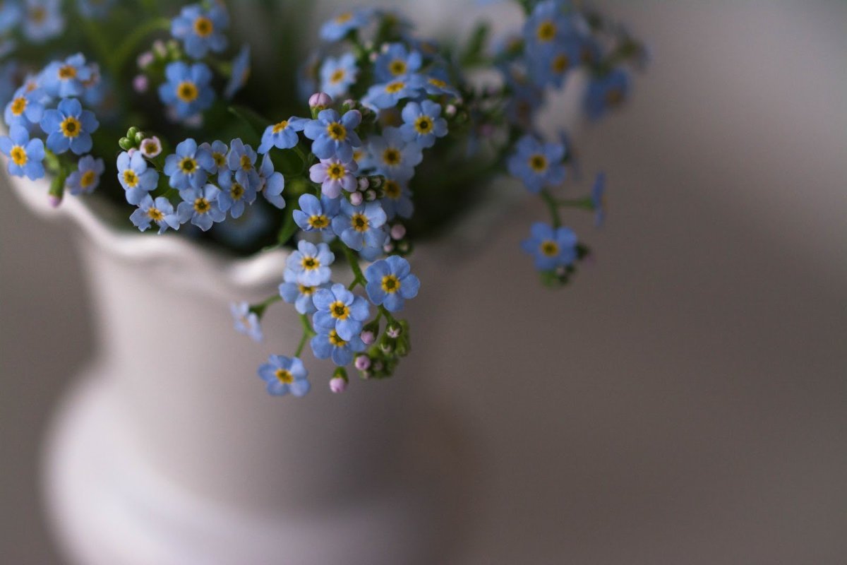 Цветы ромашки васильки незабудки