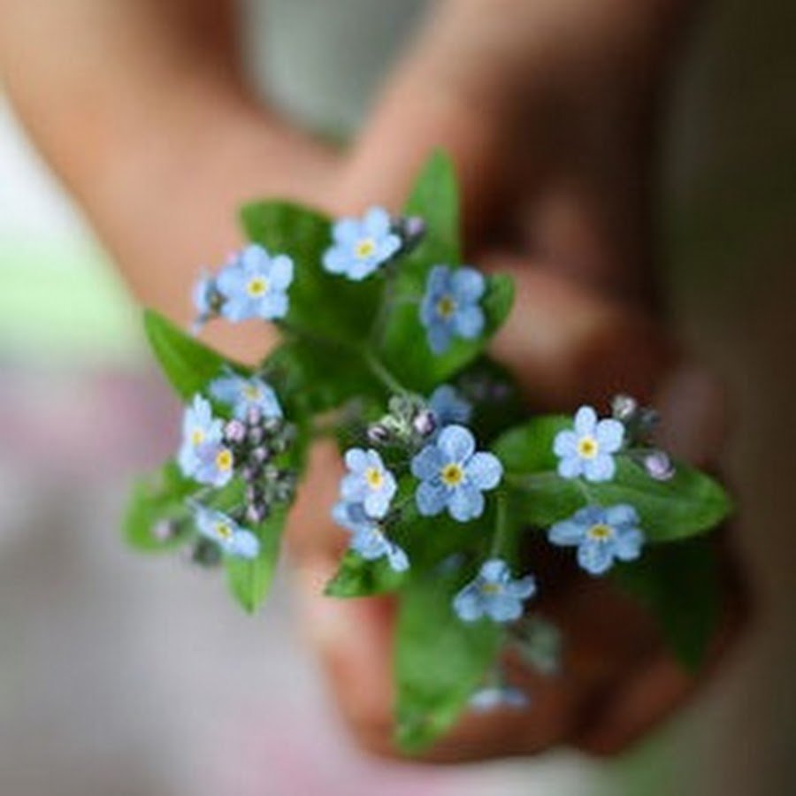 Букет незабудок