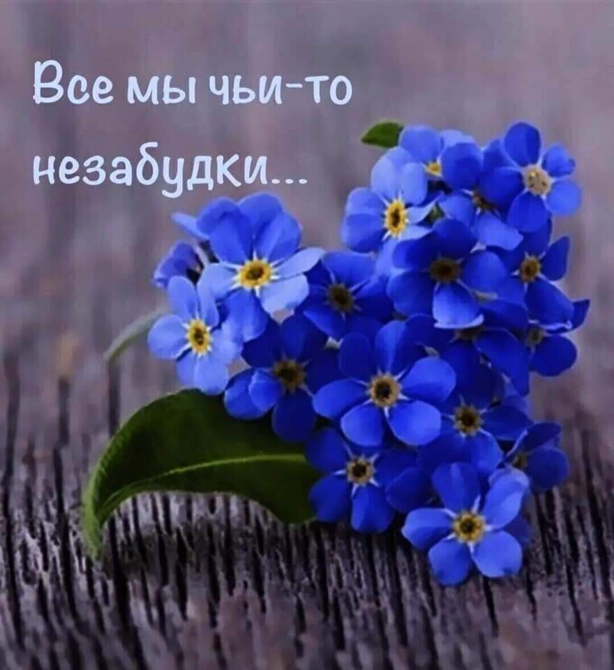 Картинки ромашки и незабудки