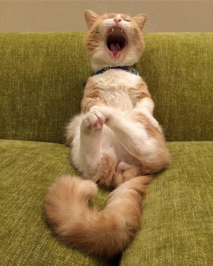 Картинки для поднятия настроения