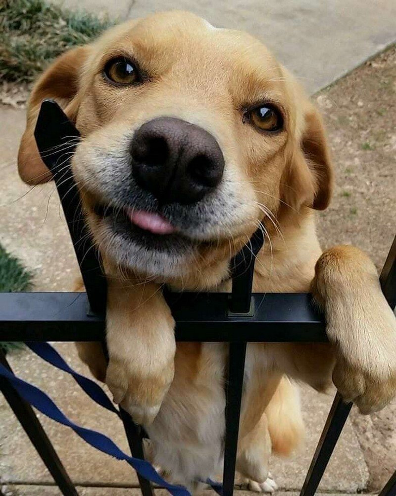 Любопытная собака