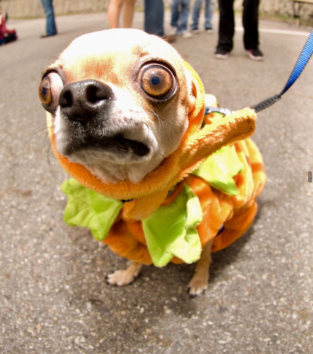 Смешное для поднятия настроения