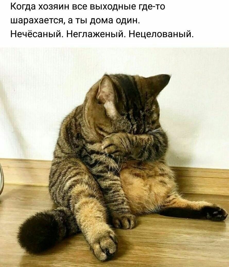 Обиженный котик