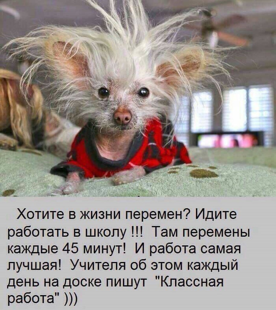 Смешные стишки для поднятия настроения