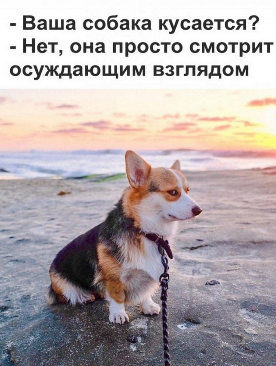 Щенок корги