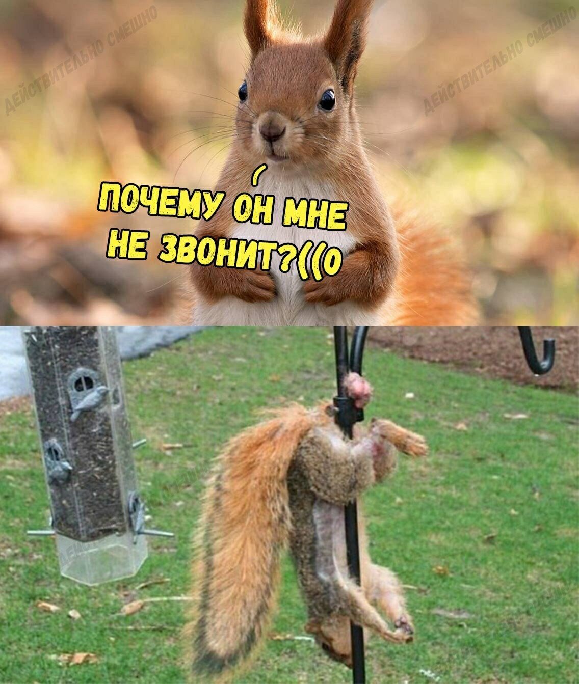 Картинки для поднятия настроения