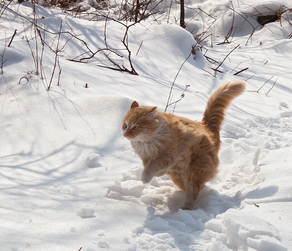 Кото Мороз и солнце